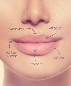 lip anatomie